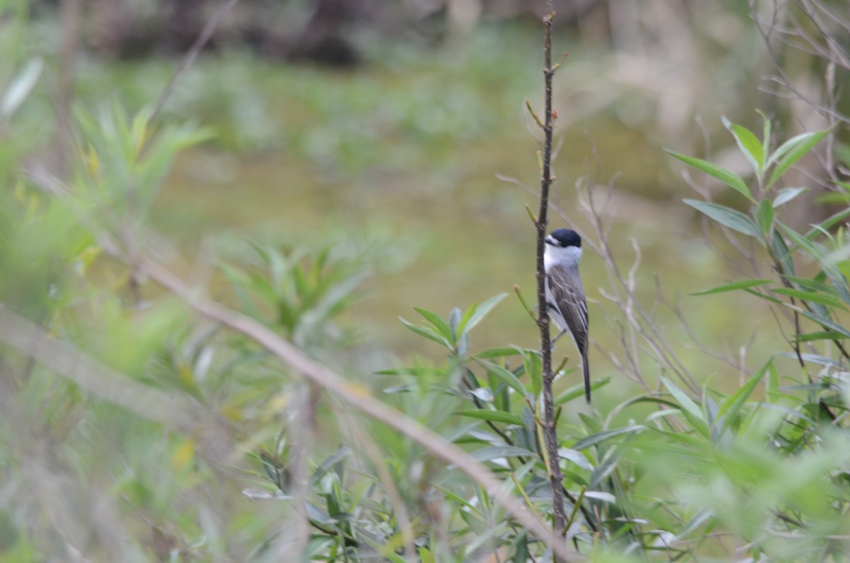White-naped Xenopsaris - ML643479534