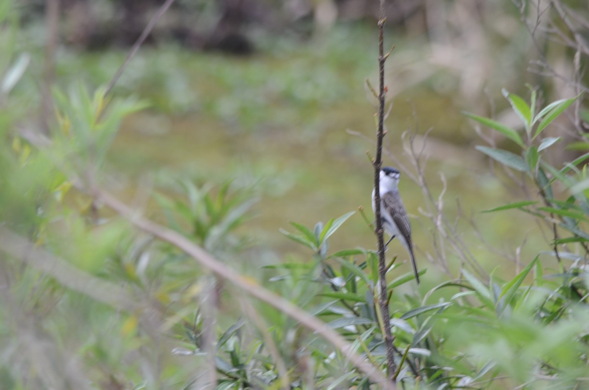 White-naped Xenopsaris - ML643479535