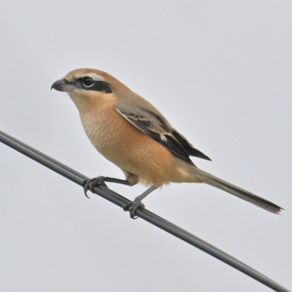 Bull-headed Shrike - ML643479536