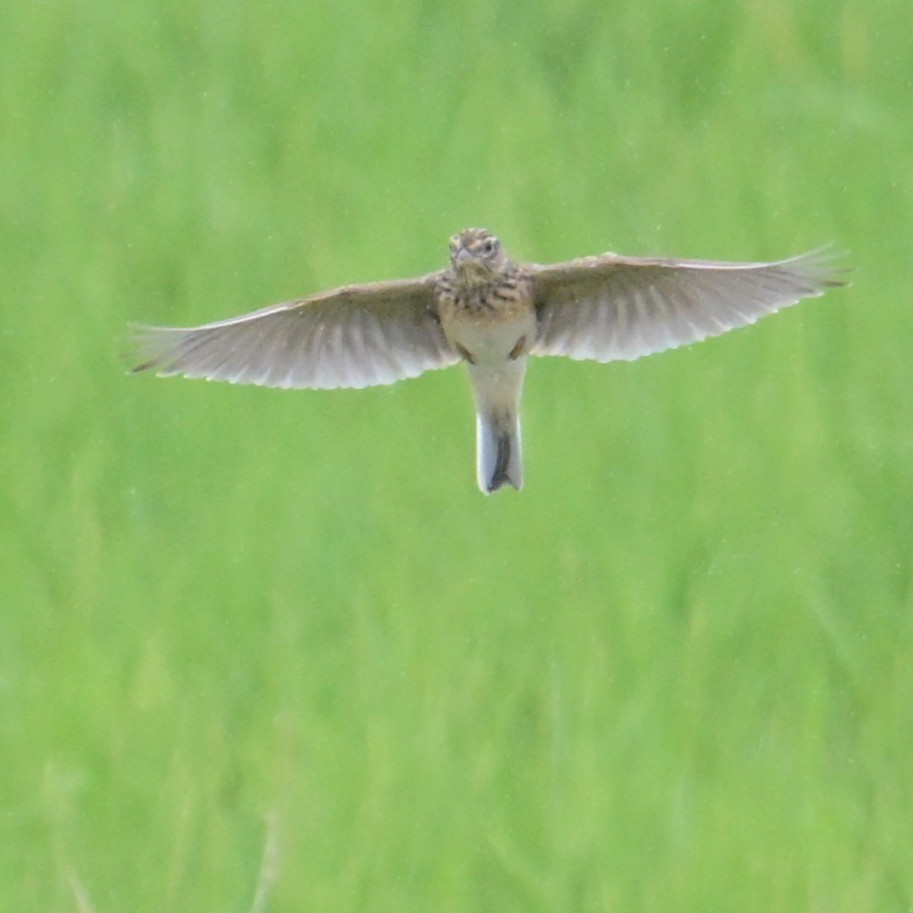 Eurasian Skylark - ML643479537