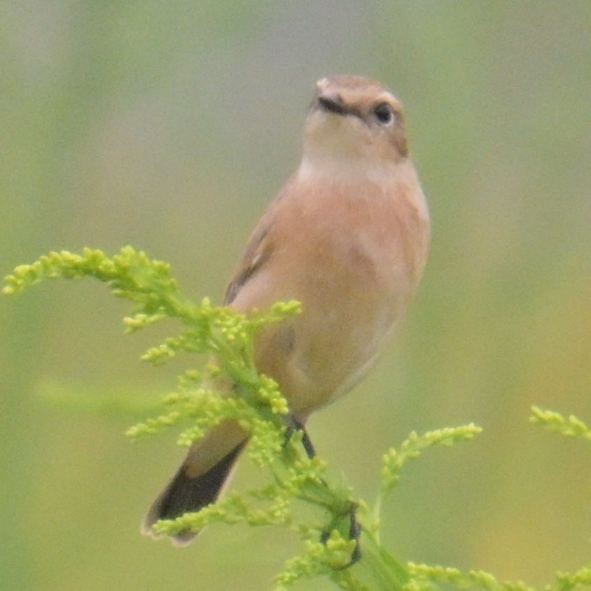 Amur Stonechat - ML643479543