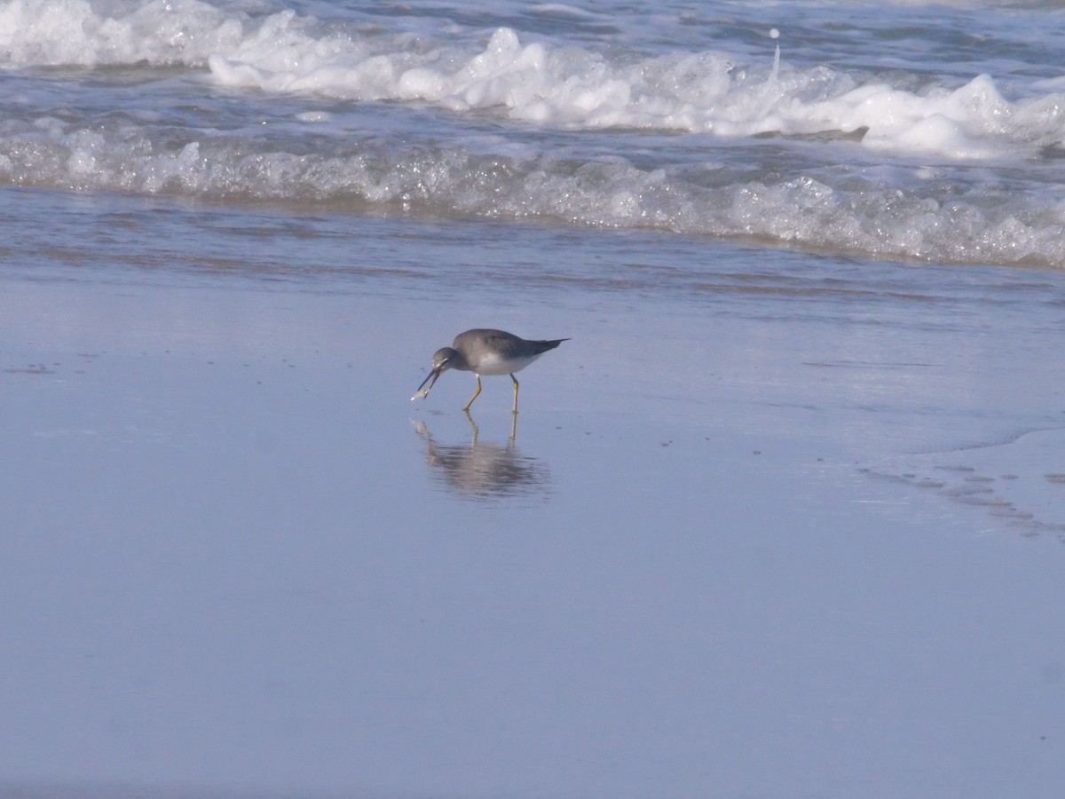Gray-tailed Tattler - ML643479551
