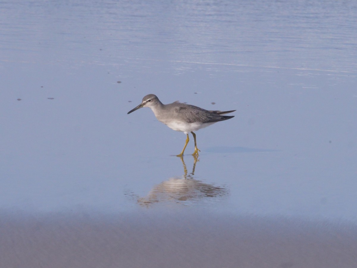 Gray-tailed Tattler - ML643479552