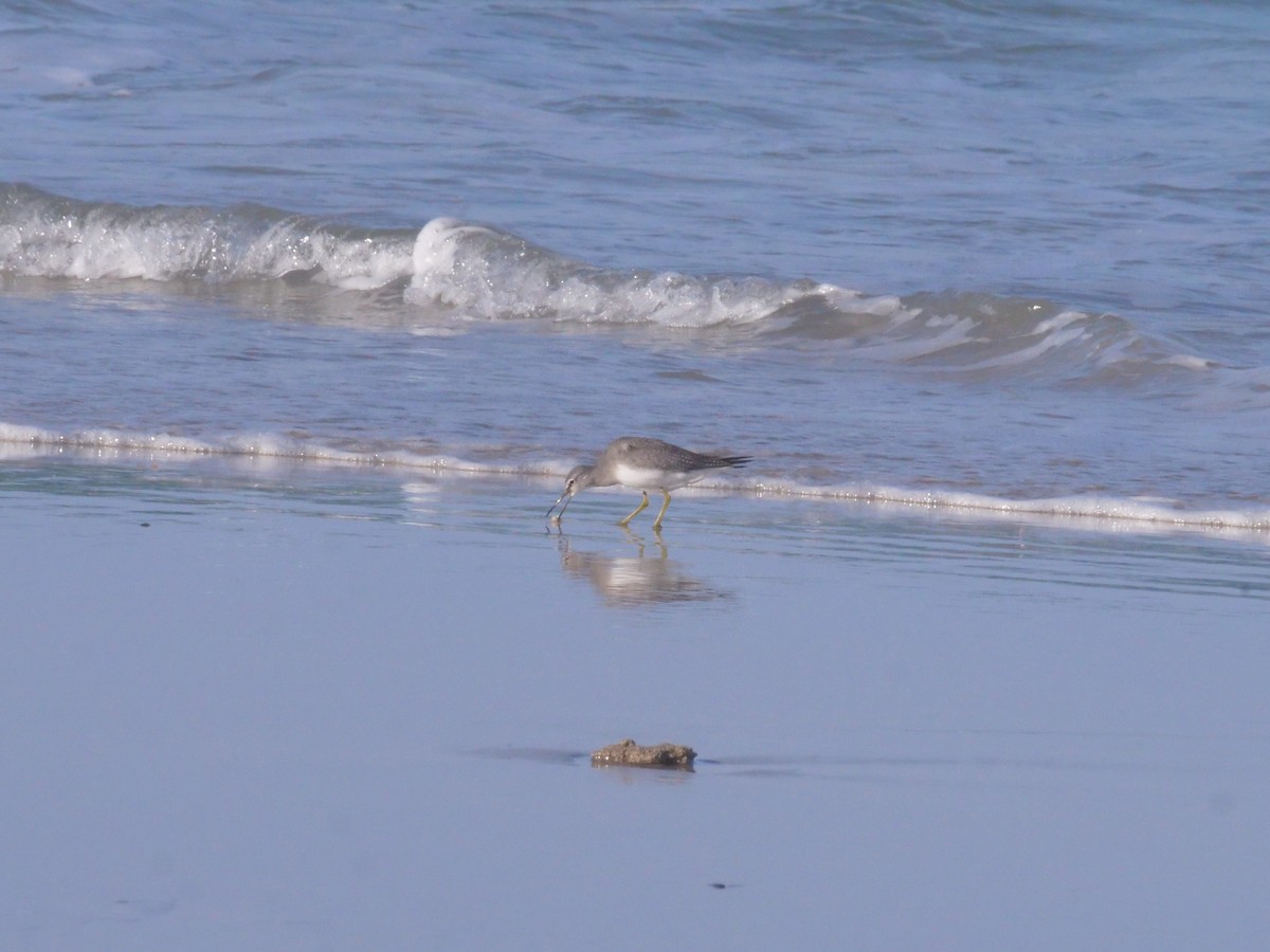 Gray-tailed Tattler - ML643479553