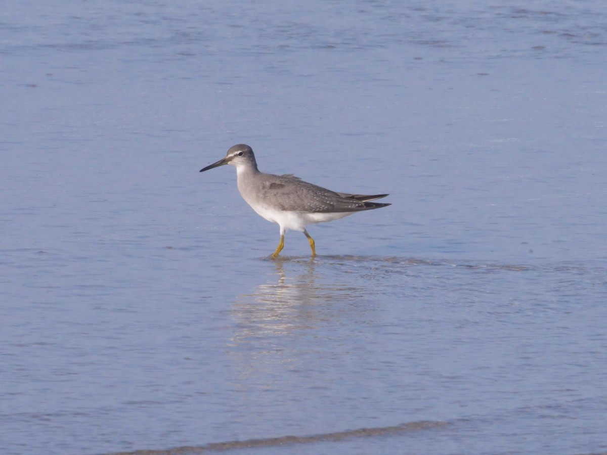 Gray-tailed Tattler - ML643479554