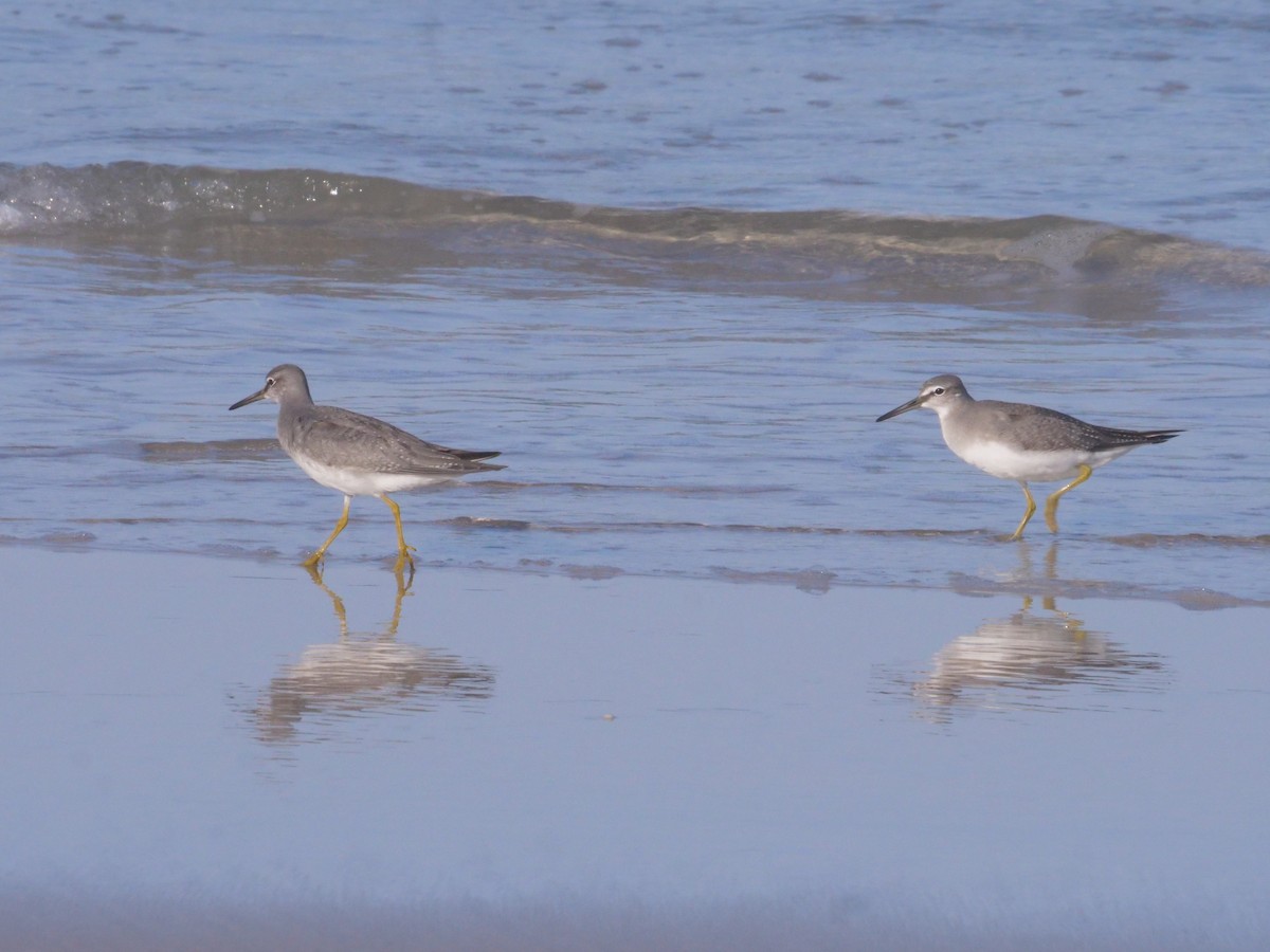 Gray-tailed Tattler - ML643479556
