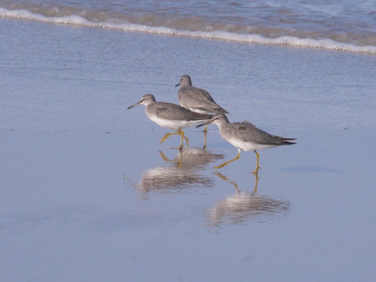 Gray-tailed Tattler - ML643479557