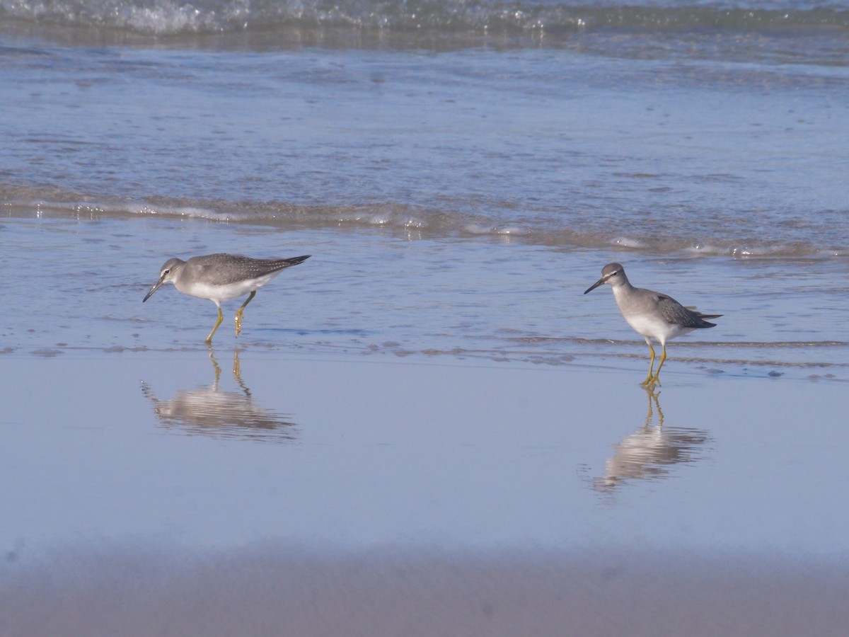 Gray-tailed Tattler - ML643479559