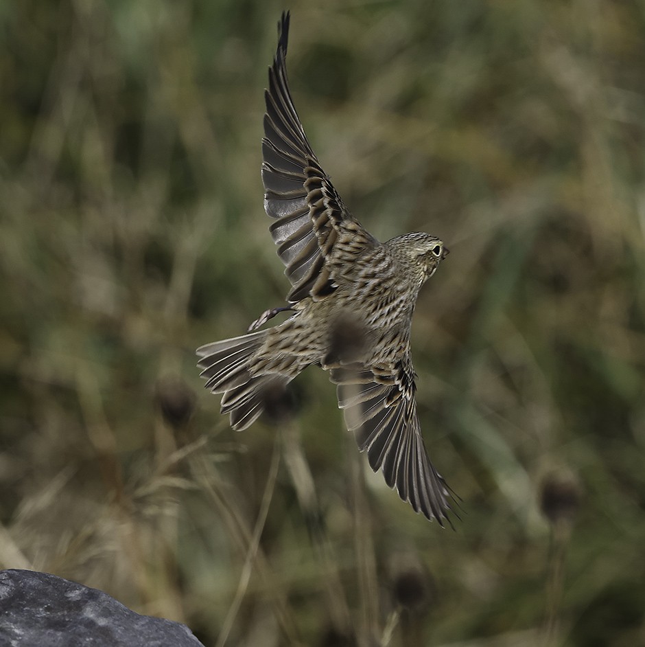 Savannah Sparrow (Ipswich) - ML643479570