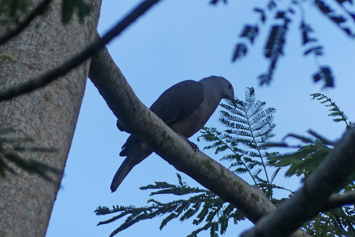 Barking Imperial-Pigeon - ML643479573