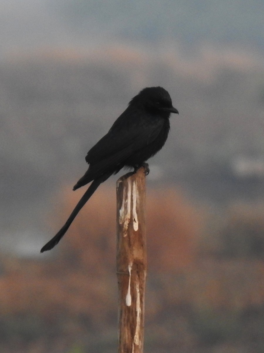 Königsdrongo - ML643479591