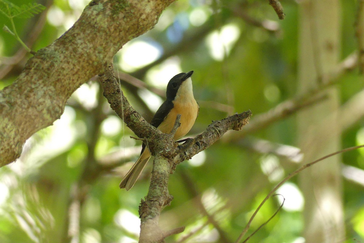 Vanikoro Flycatcher - ML643479609