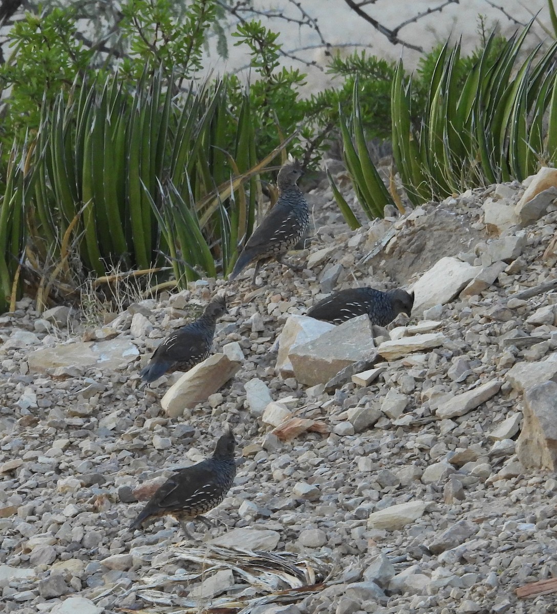 Scaled Quail - ML643479622