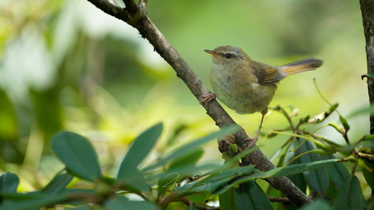 Aberrant Bush Warbler - ML643479647