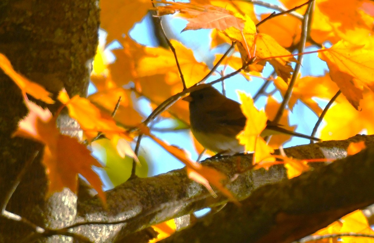 Dark-eyed Junco - ML643479669