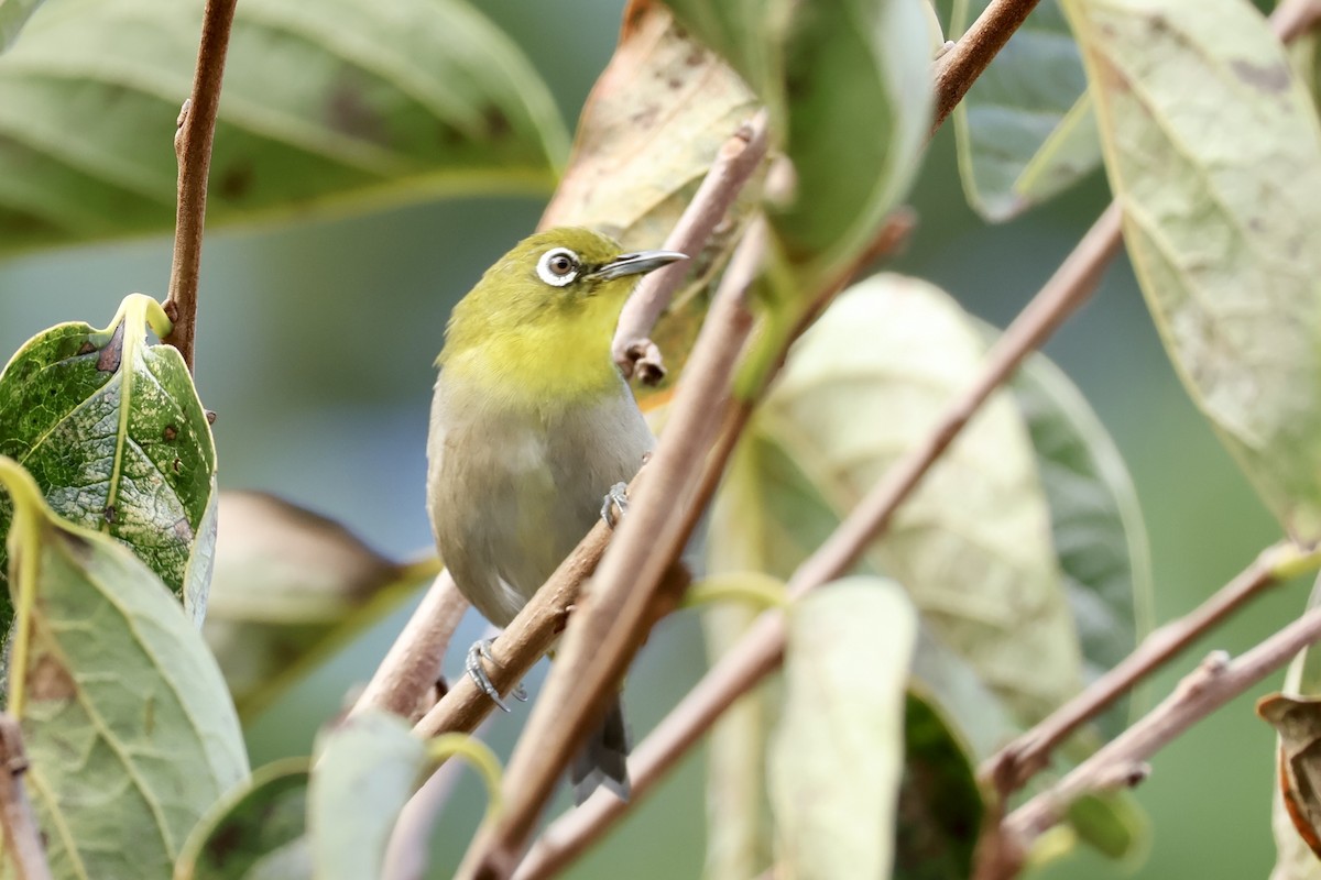 Warbling White-eye - ML643479702