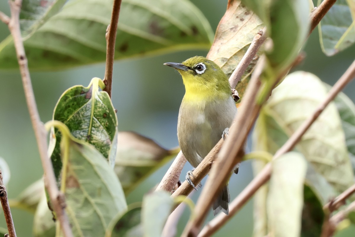 Warbling White-eye - ML643479703