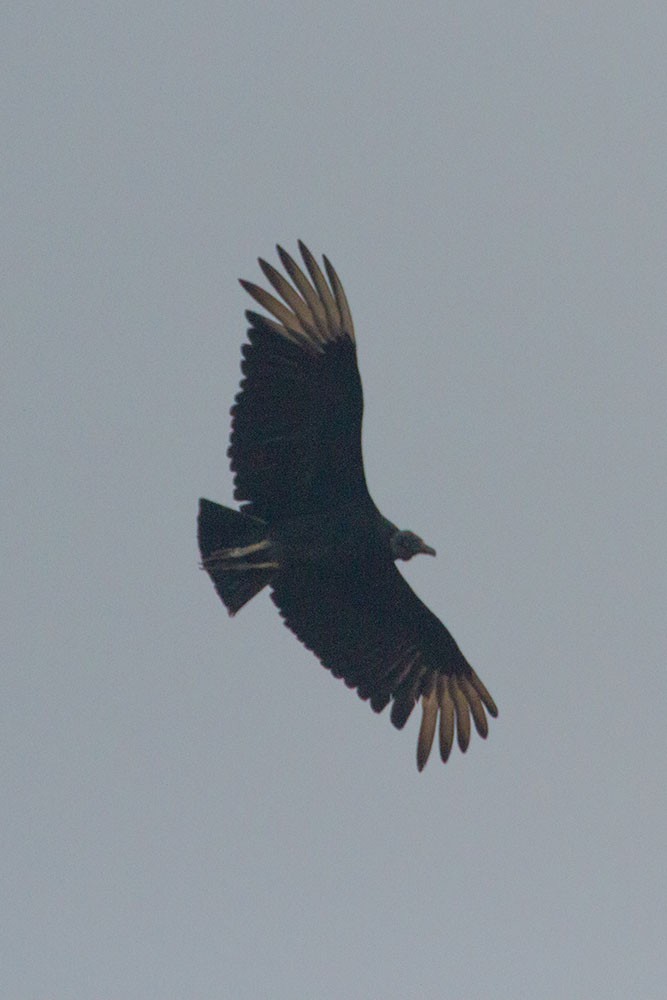 Black Vulture - ML643479707