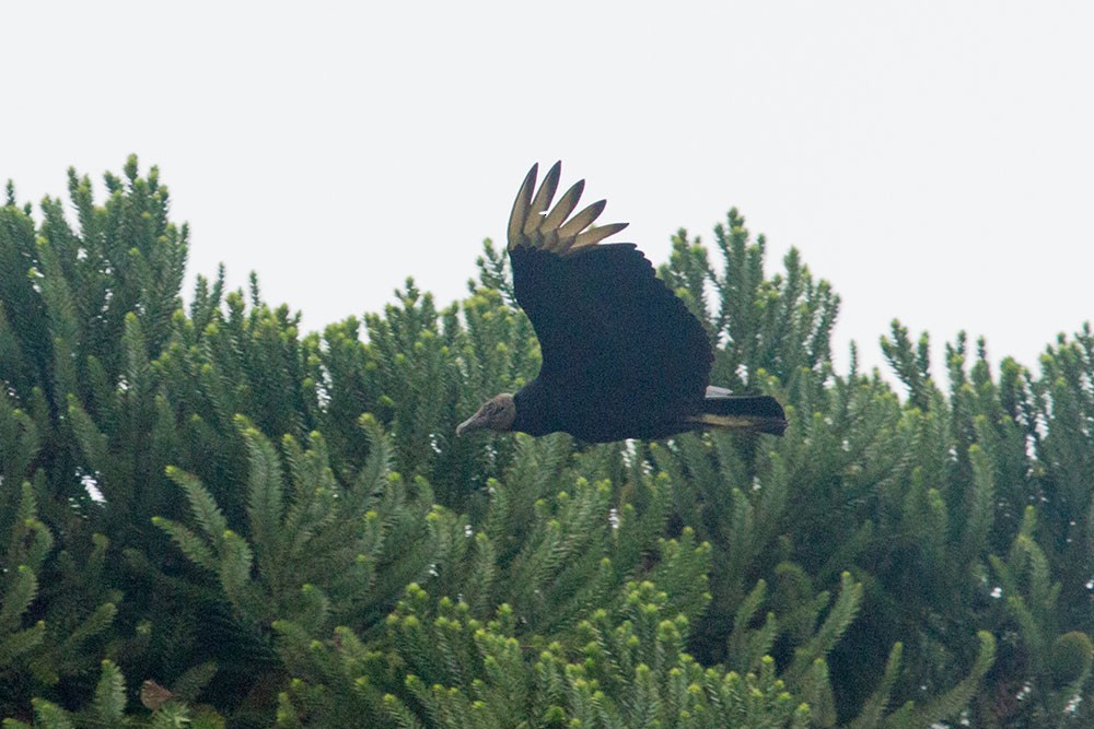 Black Vulture - ML643479719