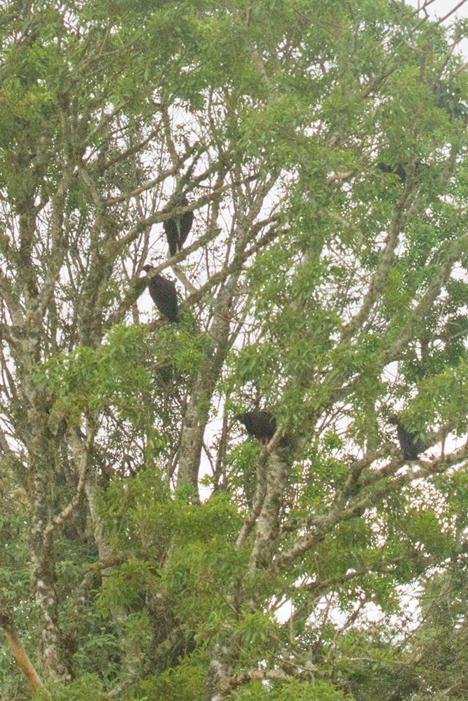 Black Vulture - ML643479724