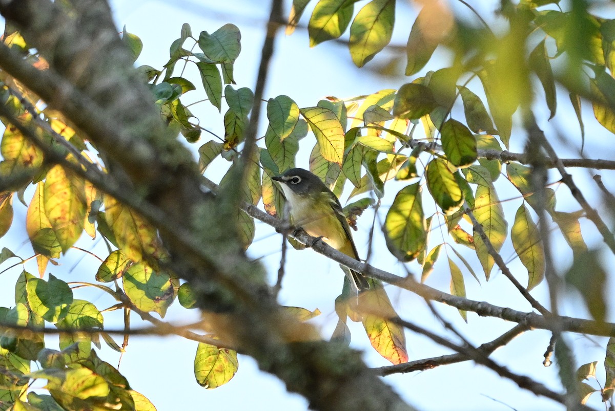 Blue-headed Vireo - ML643479734