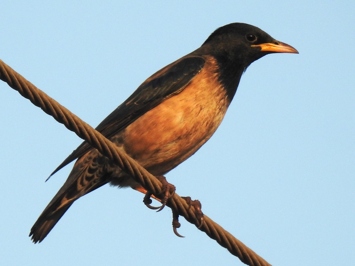 Rosy Starling - ML643479735