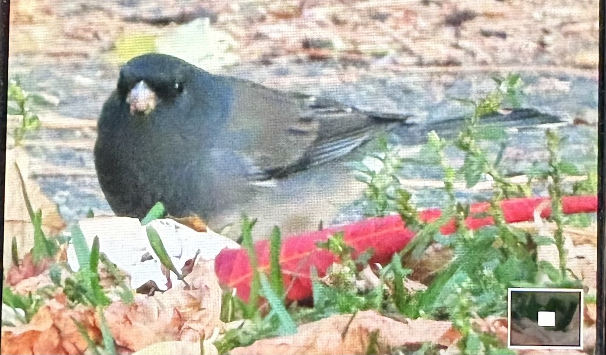 Dark-eyed Junco (cismontanus) - ML643479772