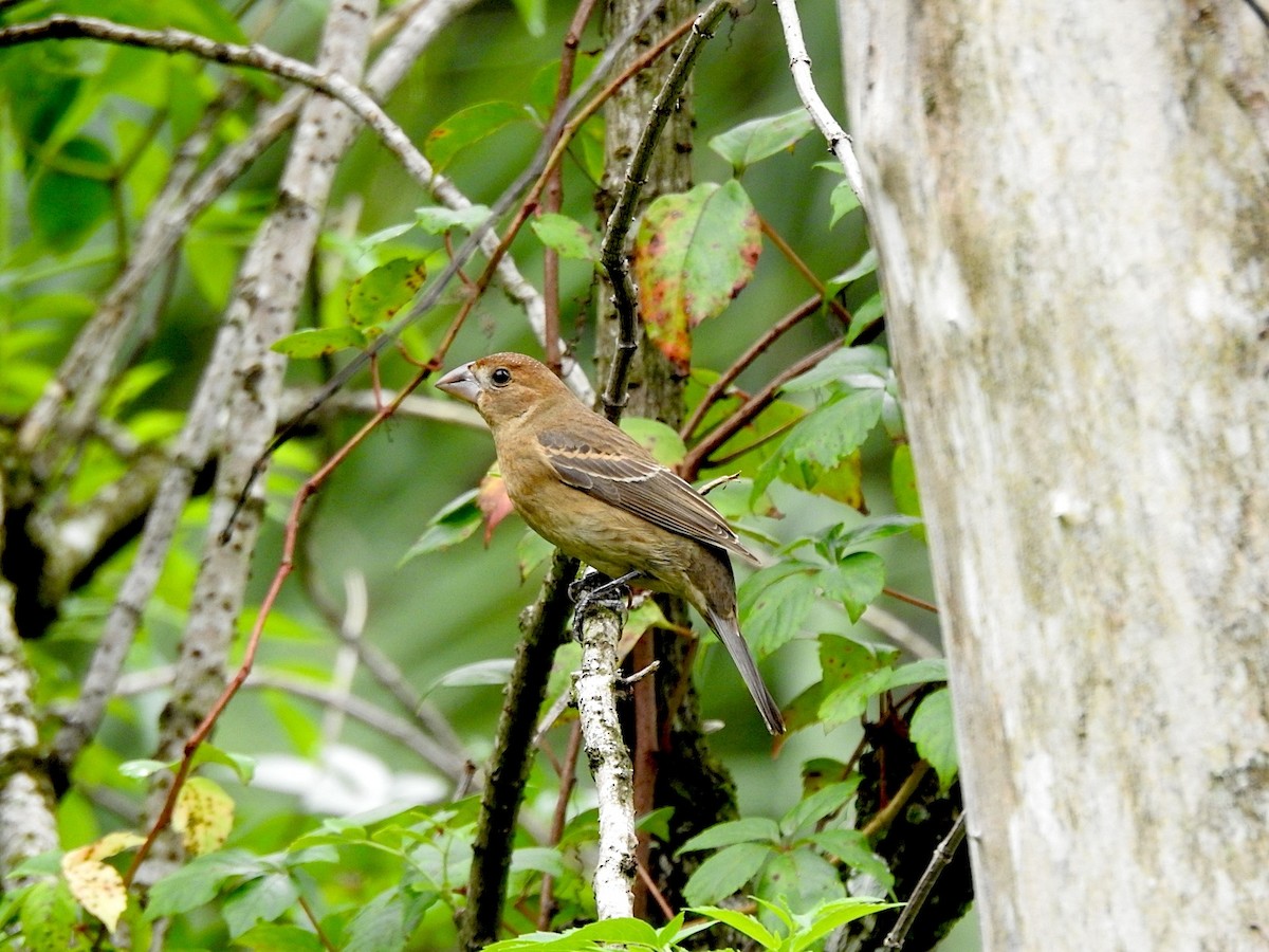 Blue Grosbeak - ML643479783