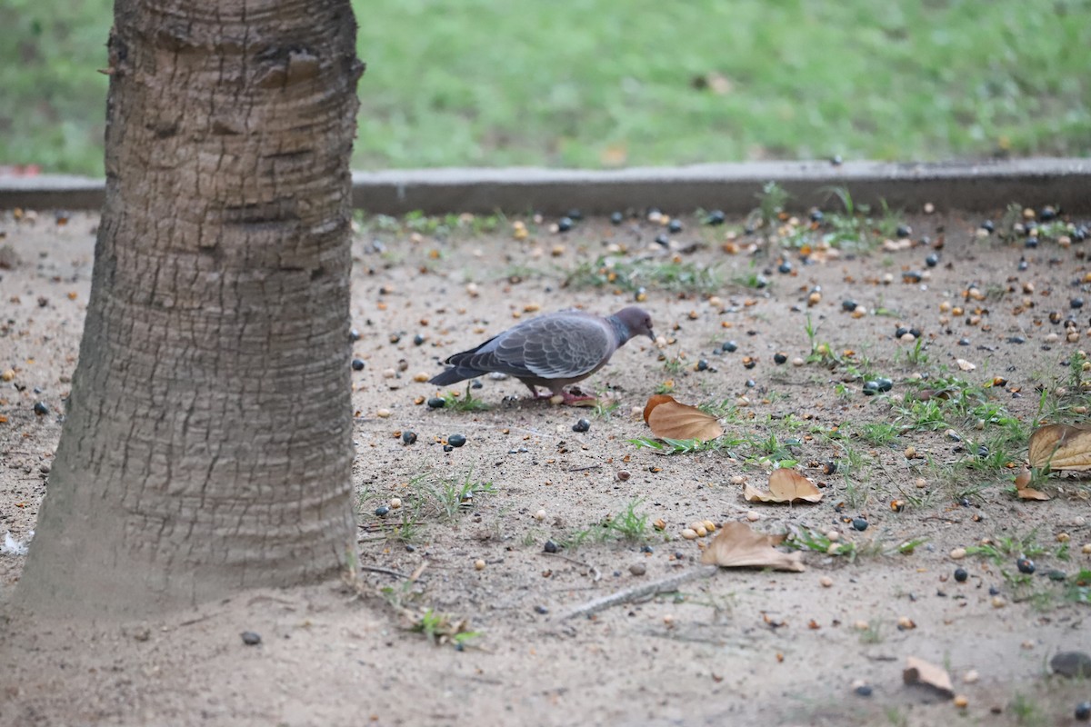 Picazuro Pigeon - ML643479784
