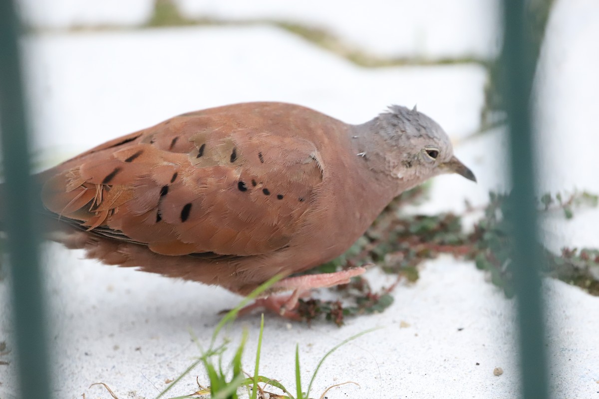Ruddy Ground Dove - ML643479793