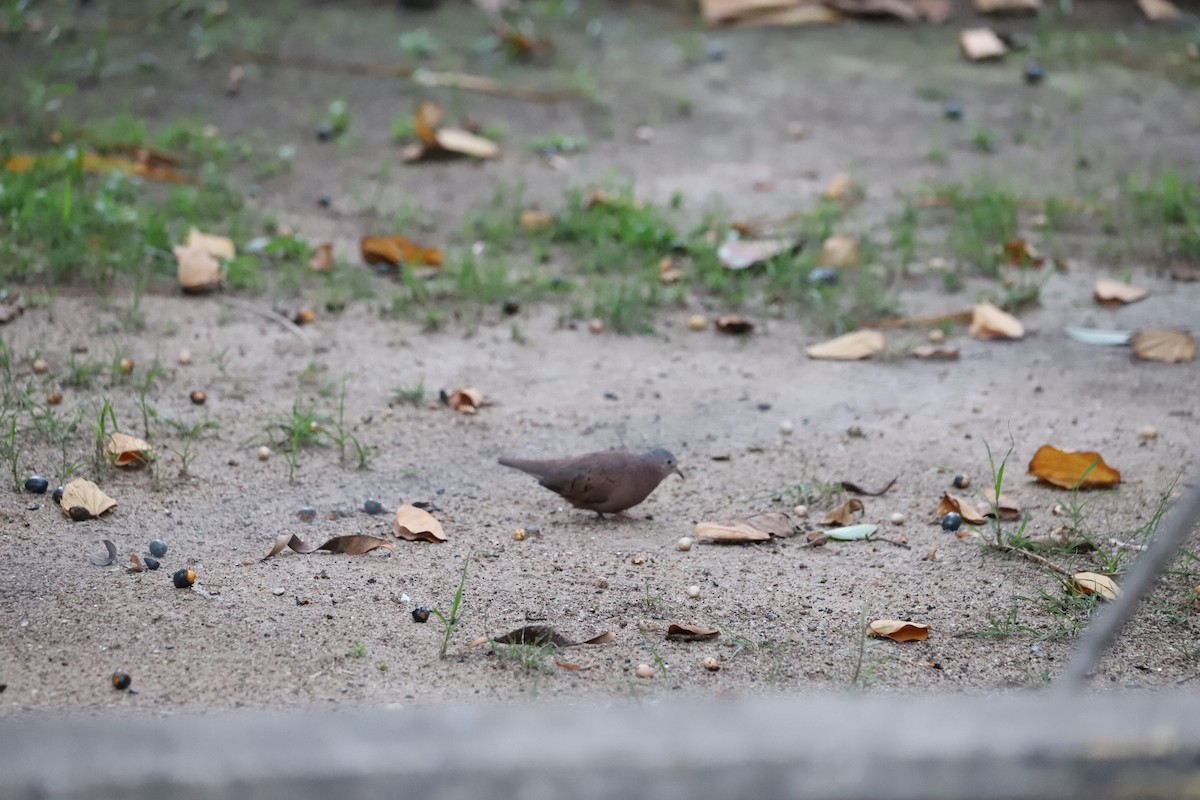 Ruddy Ground Dove - ML643479794