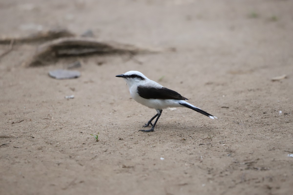 Masked Water-Tyrant - ML643479804