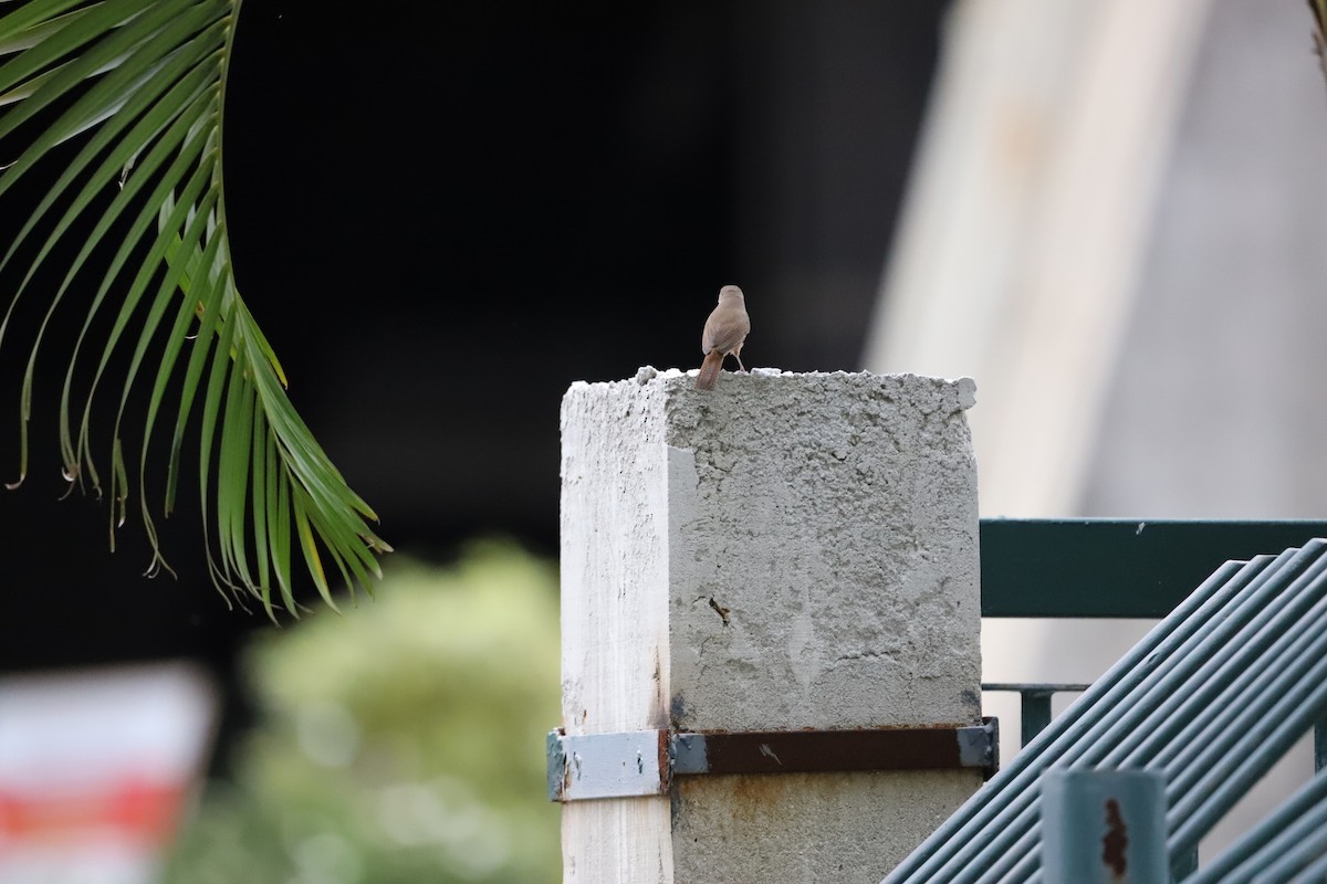 Southern House Wren - ML643479810