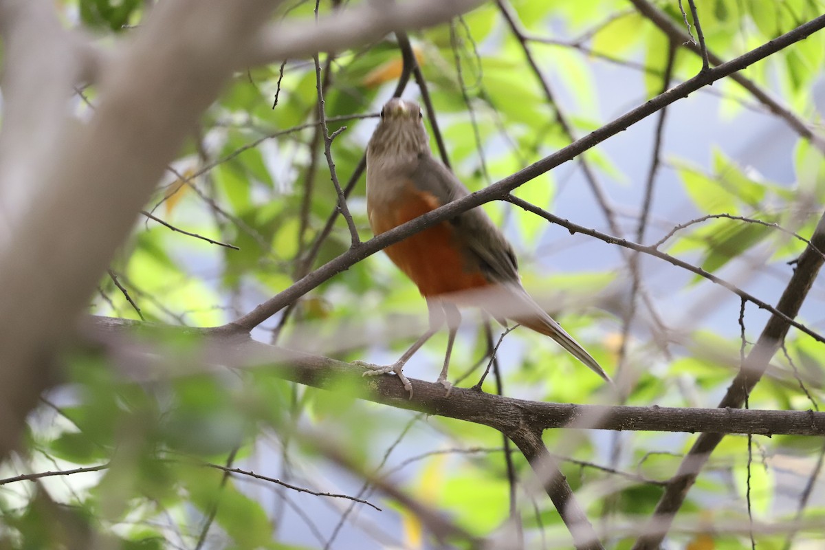 Rufous-bellied Thrush - ML643479826