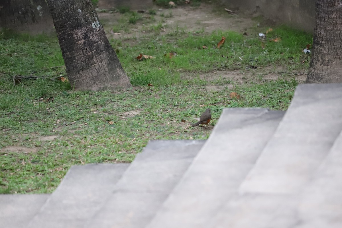 Rufous-bellied Thrush - ML643479827