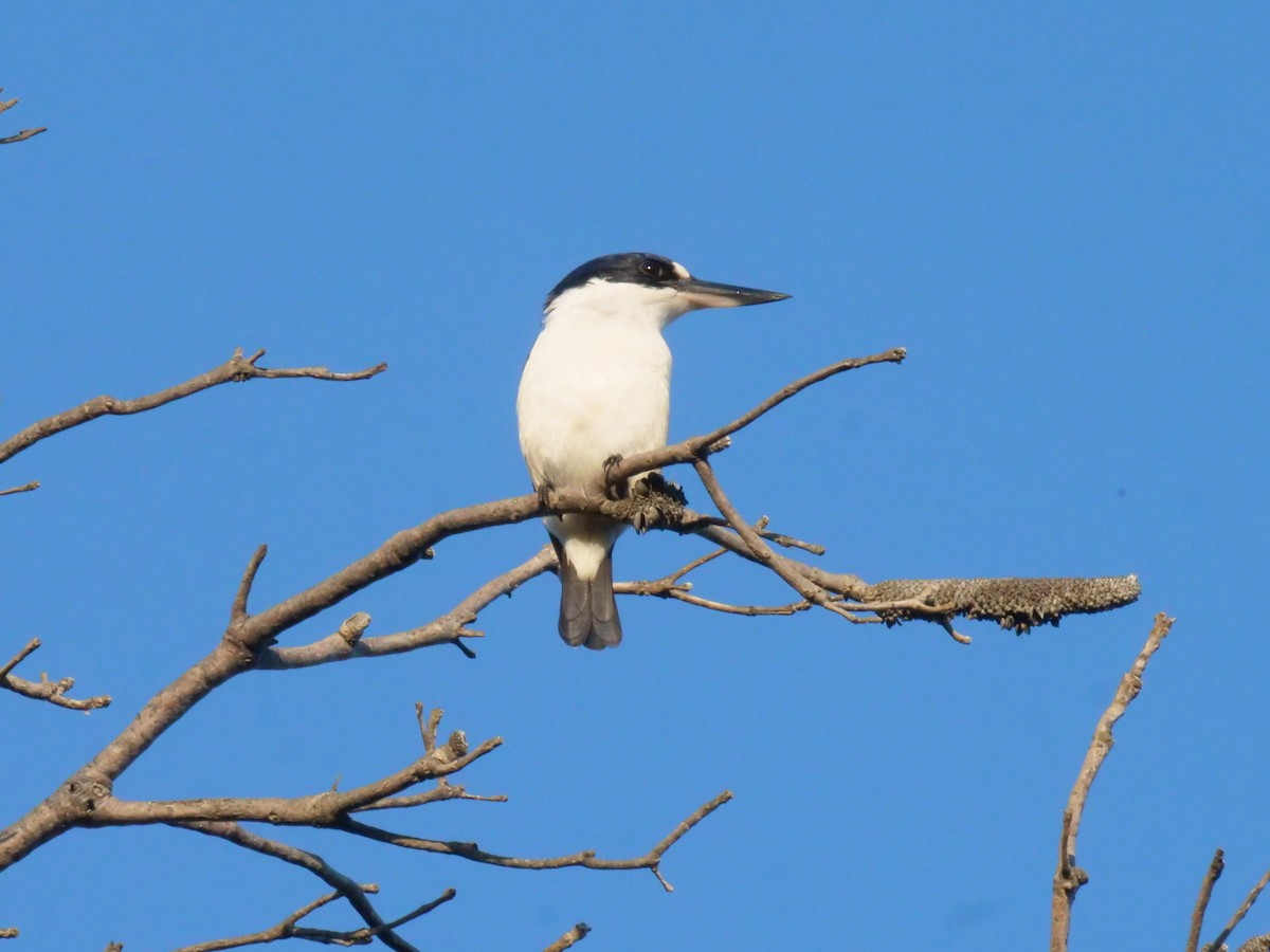 Forest Kingfisher - ML643479836