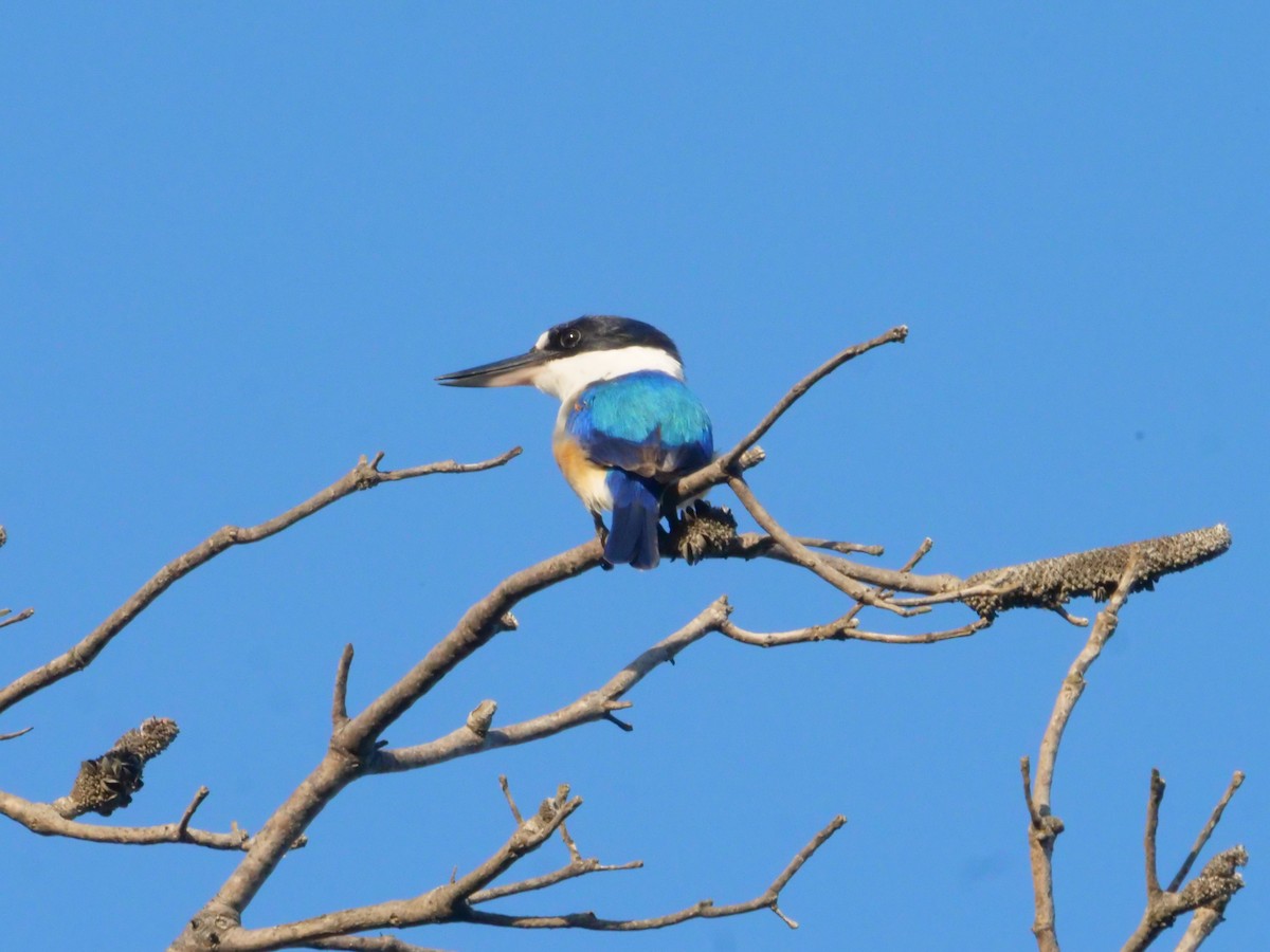 Forest Kingfisher - ML643479837