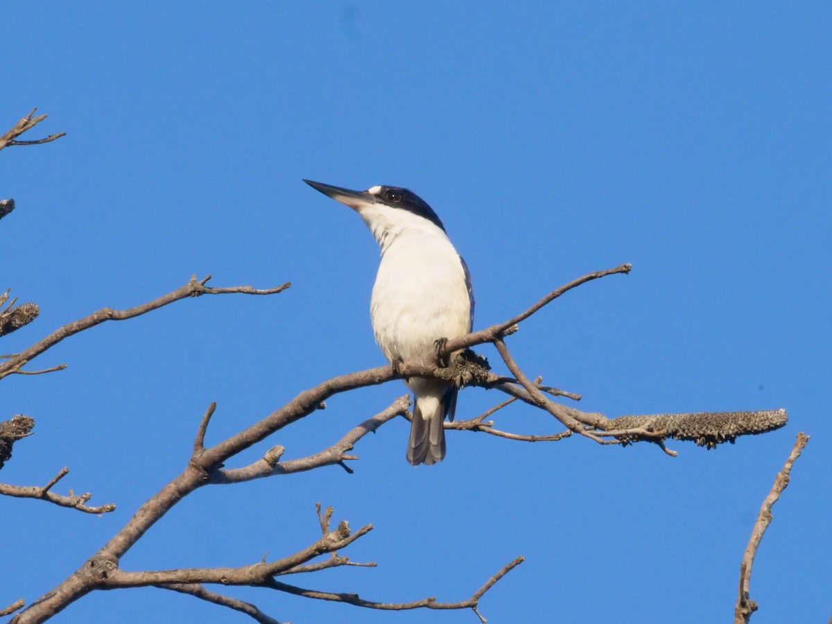 Forest Kingfisher - ML643479838