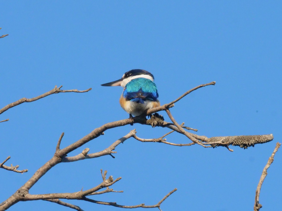 Forest Kingfisher - ML643479839