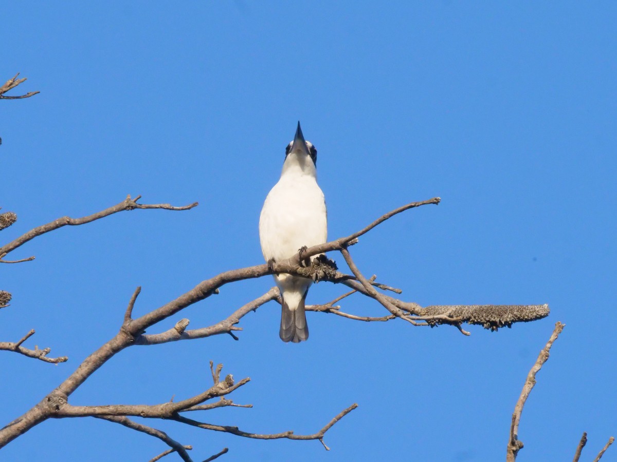 Forest Kingfisher - ML643479840