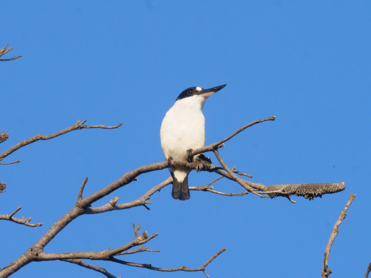 Forest Kingfisher - ML643479841