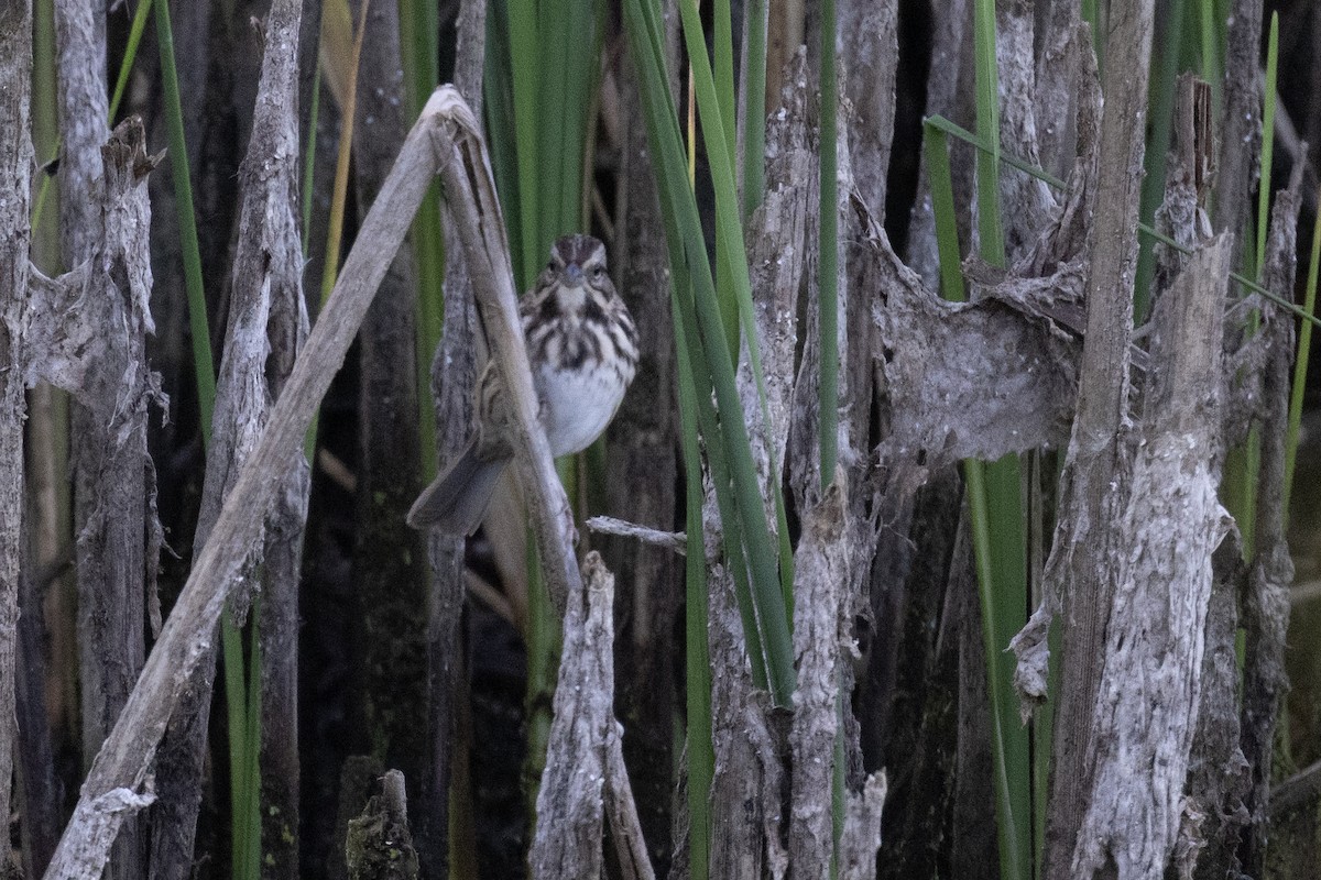 Song Sparrow - ML643479849