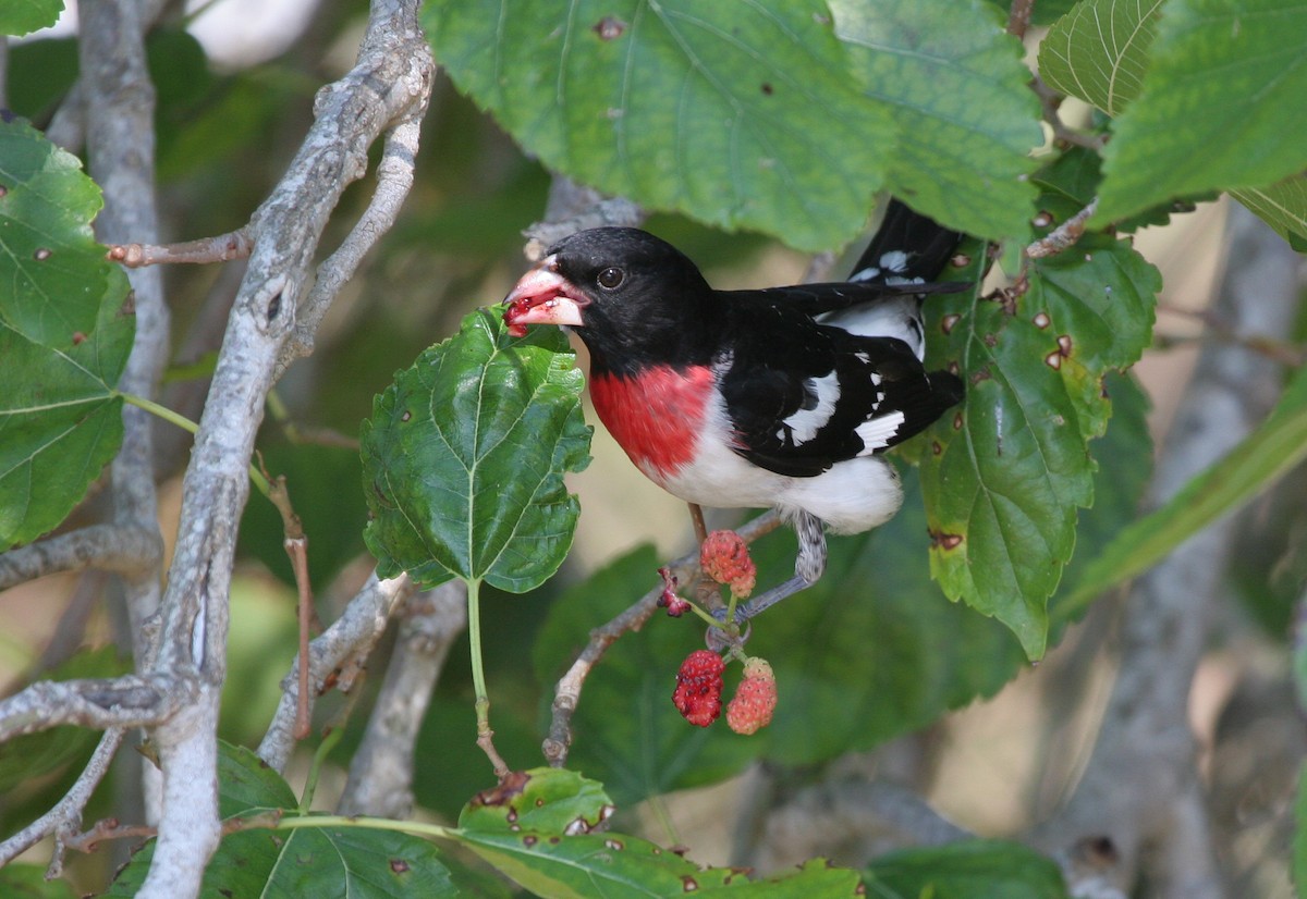 Rose-breasted Grosbeak - ML643479850