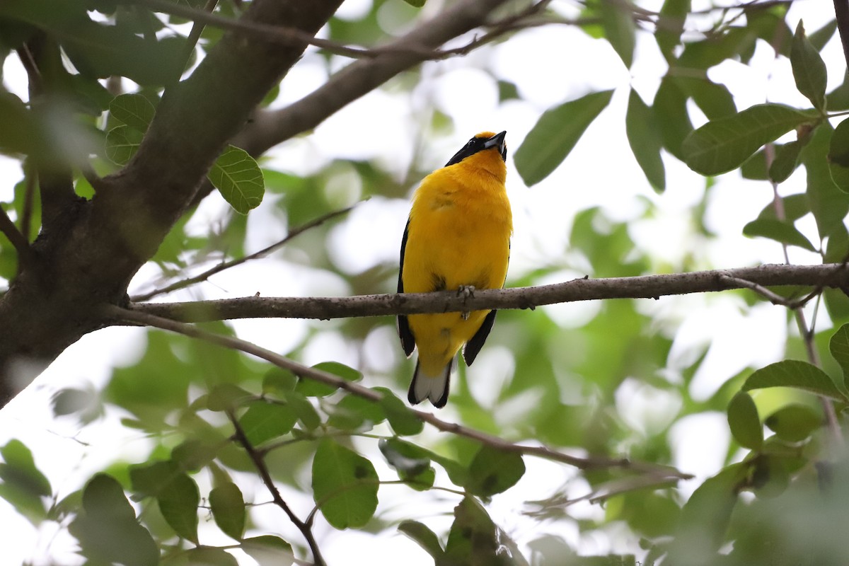Violaceous Euphonia - ML643479854