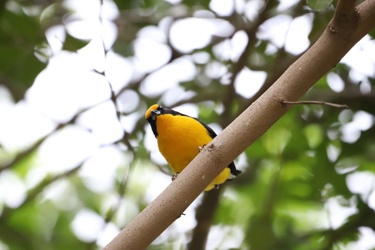 Violaceous Euphonia - ML643479855