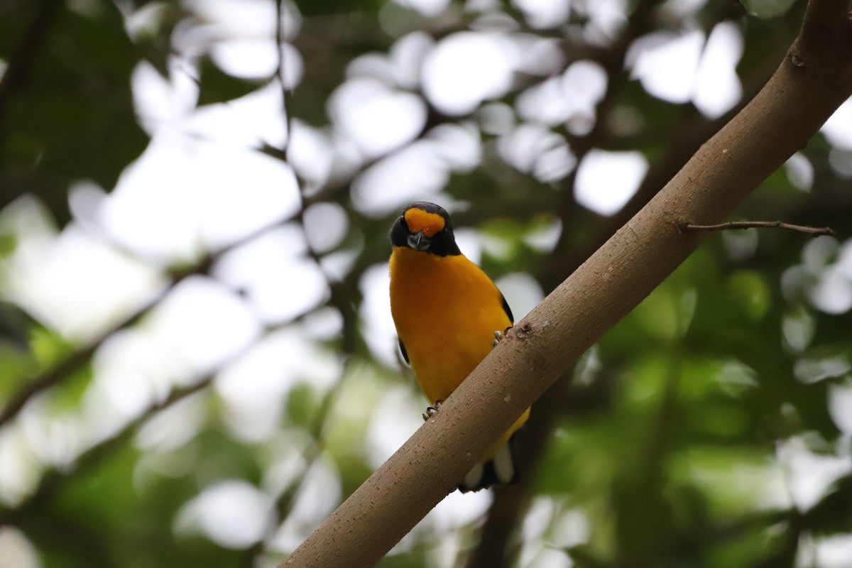 Violaceous Euphonia - ML643479856