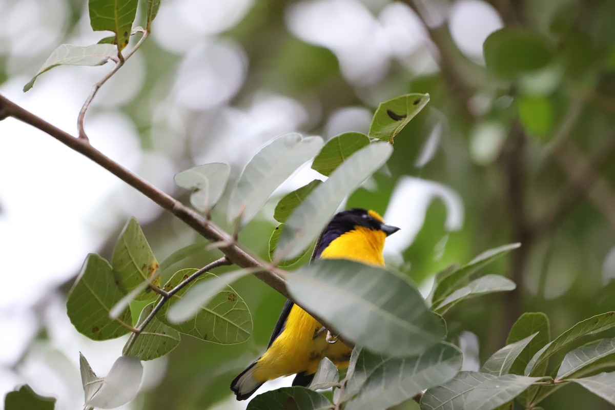 Violaceous Euphonia - ML643479857