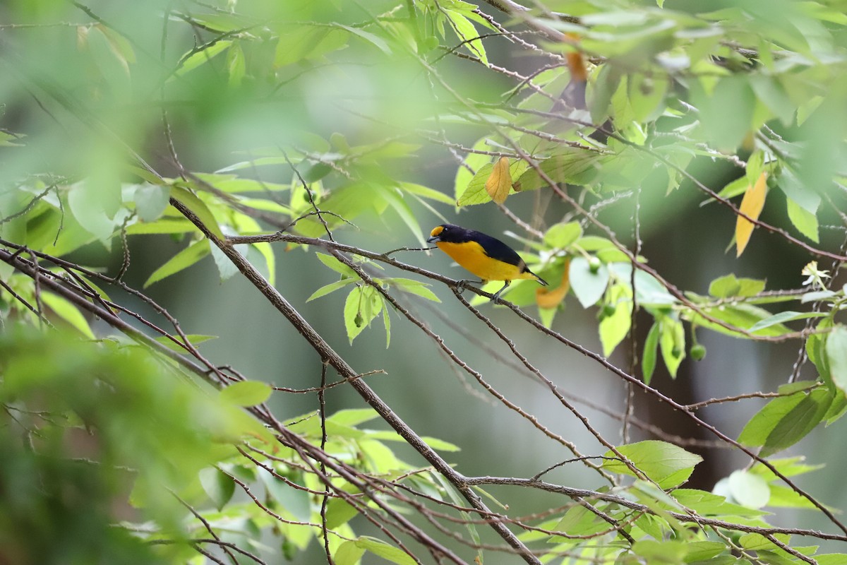 Violaceous Euphonia - ML643479859