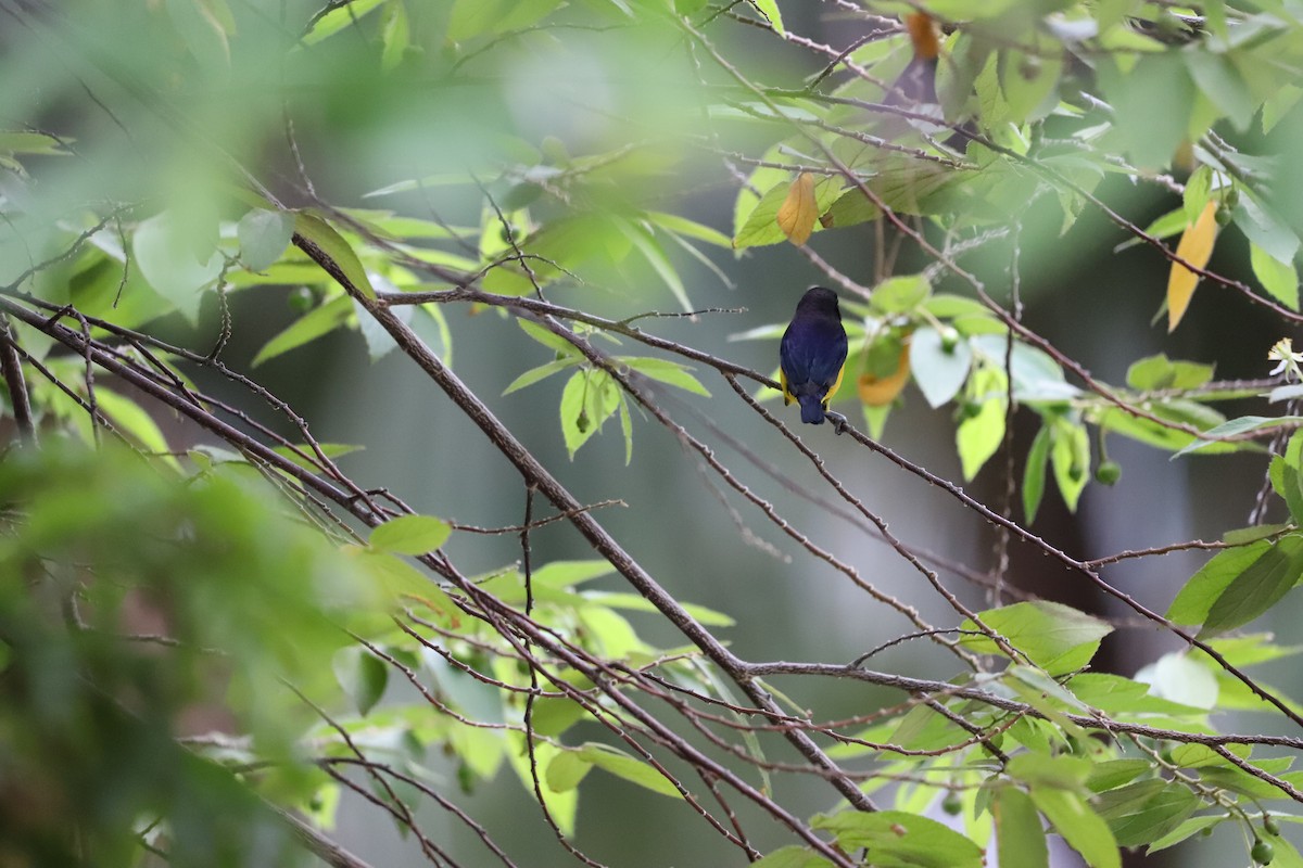 Violaceous Euphonia - ML643479860