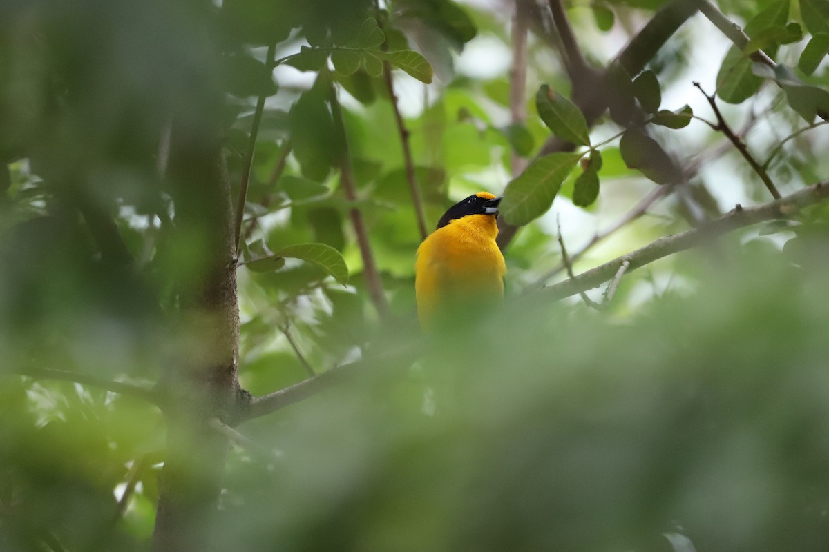 Violaceous Euphonia - ML643479861